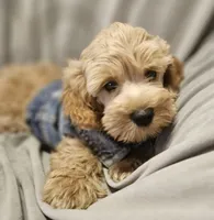 Buddy (Microchipped), a male Schnoodle for sale in Akron, CO – 3 of 3