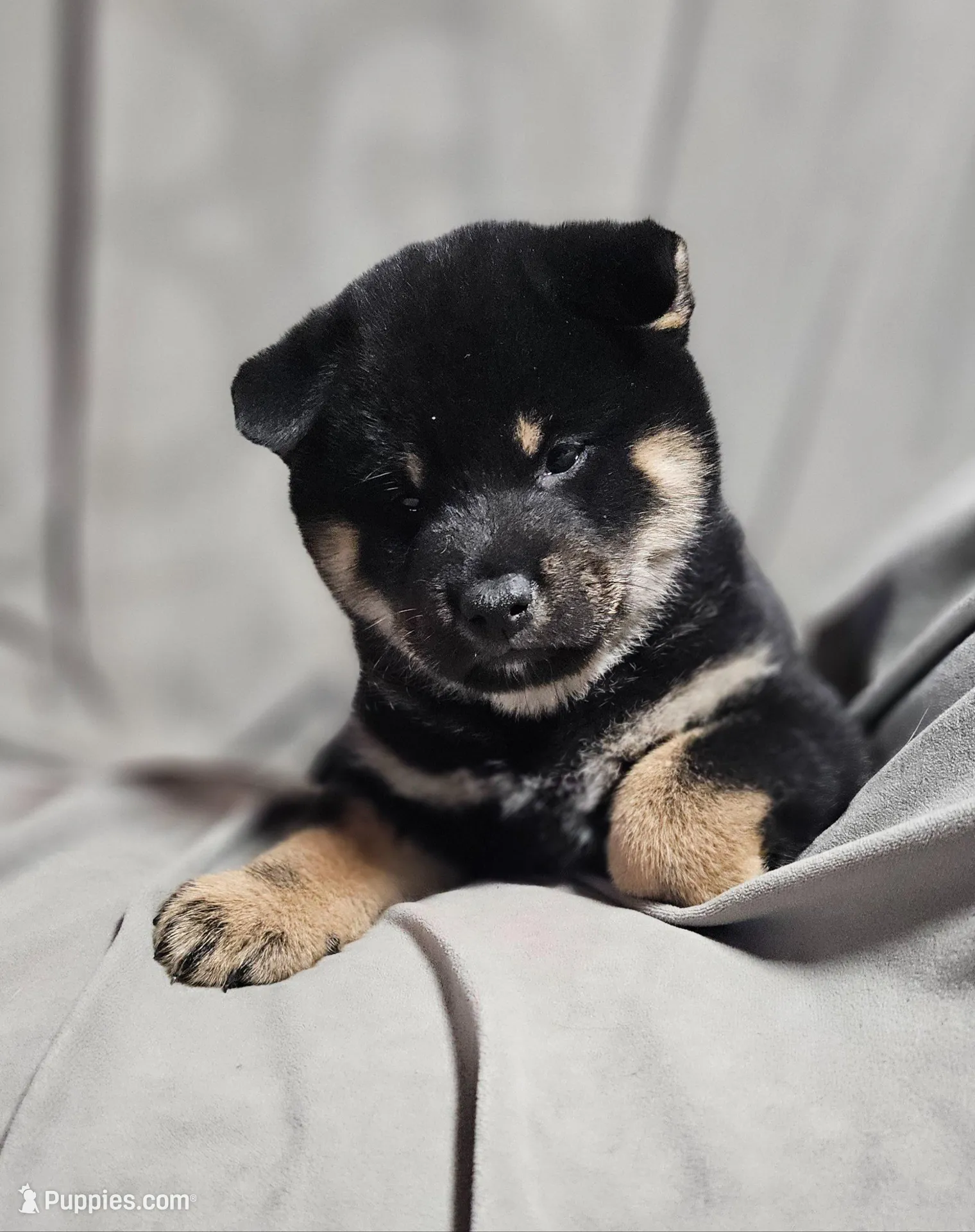 Gen (Microchipped), a male Shiba Inu for sale in Akron, CO – Photo 3 of 9