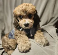 Jasper (Microchipped), a male Cavachon for sale in Akron, CO – 2 of 4