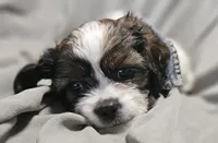 Daisy (Microchipped), a female Shih Tzu for sale in Akron, CO – 8 of 10