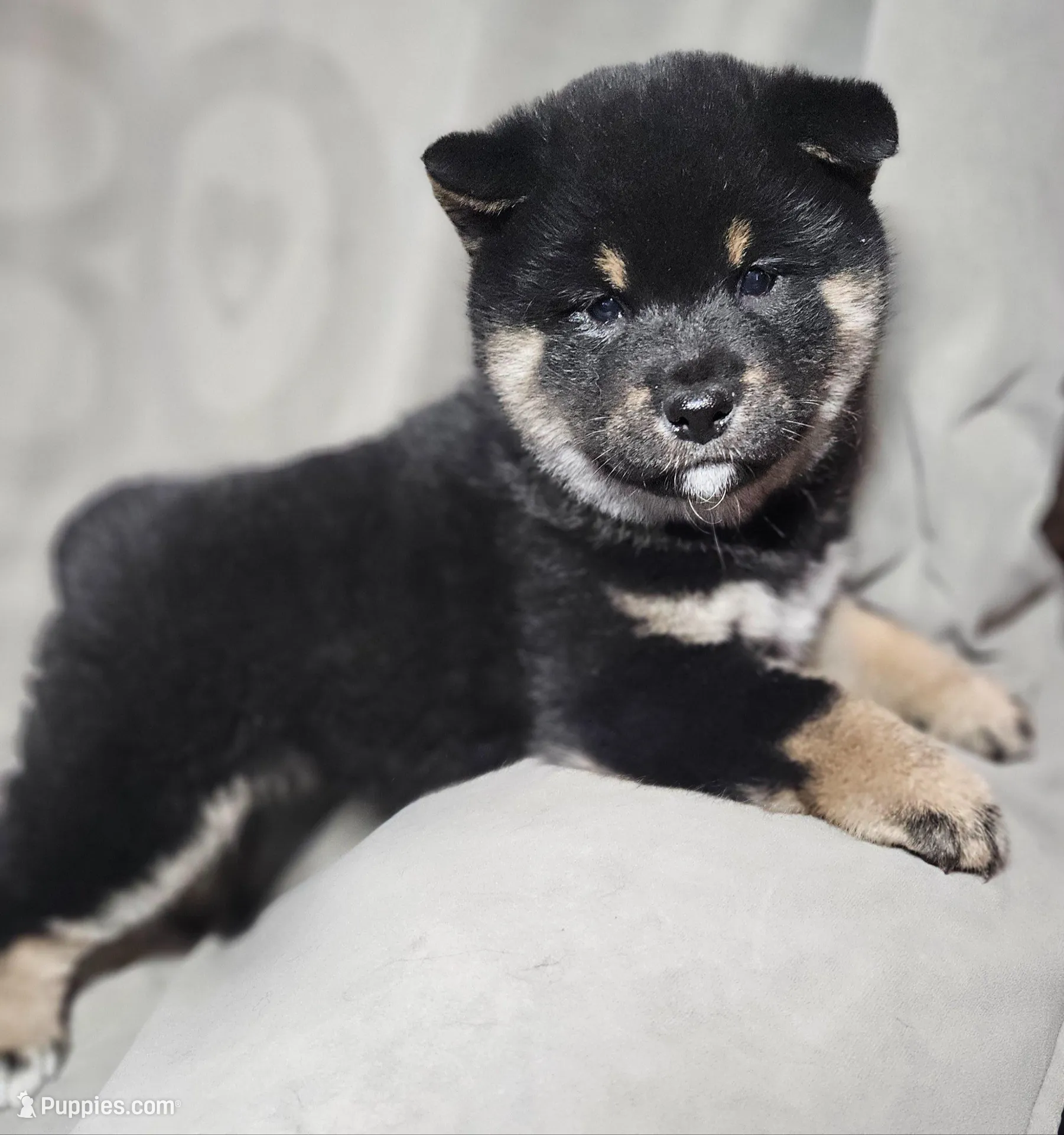 Etsu (Microchipped), a male Shiba Inu for sale in Akron, CO – Photo 4 of 10