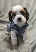 Biscuit, a male Shih Tzu for sale in Akron, CO – 2 of 9