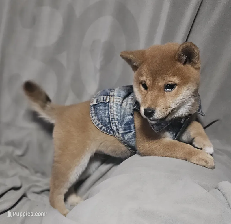 Sachi (Microchipped) – Shiba Inu puppy for sale in Akron, CO
