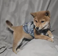 Sachi (Microchipped), a female Shiba Inu for sale in Akron, CO – 1 of 10