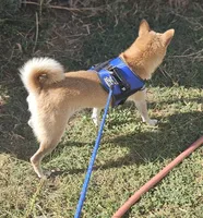Miyo (Microchipped), a female Shiba Inu for sale in Akron, CO – 8 of 10