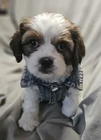 Ruby (Microchipped), a female Shih Tzu for sale in Akron, CO – 4 of 10