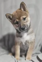 Suzu..(Microchipped), a female Shiba Inu for sale in Akron, CO – 3 of 10