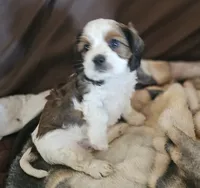 Biscuit, a male Shih Tzu for sale in Akron, CO – 7 of 9