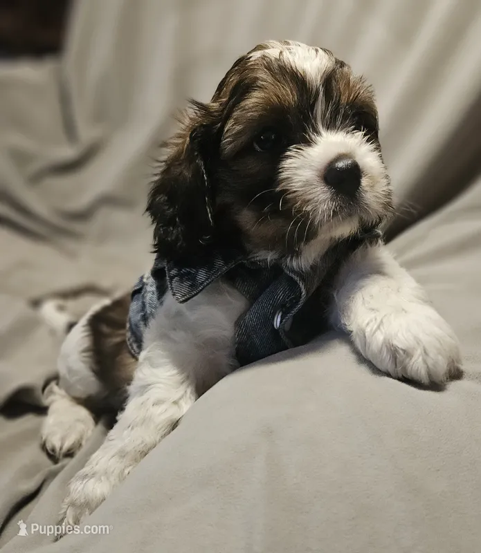 Charlie – Shih Tzu puppy for sale in Akron, CO