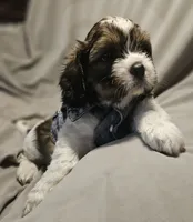 Charlie, a male Shih Tzu for sale in Akron, CO – 1 of 10