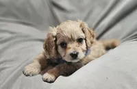 Ventura (Microchipped), a male Cavachon for sale in Akron, CO – Photo 2 of 5