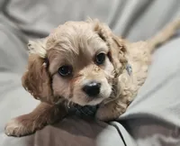 Ventura (Microchipped), a male Cavachon for sale in Akron, CO – Photo 4 of 5