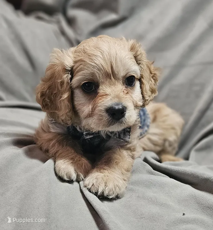 Ventura (Microchipped) – Cavachon puppy for sale in Akron, CO