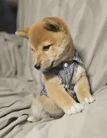 Mai (Microchipped), a female Shiba Inu for sale in Akron, CO – 4 of 10