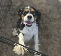 Milo, a male Shih Tzu for sale in Akron, CO – 10 of 10