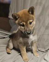 Suzu..(Microchipped), a female Shiba Inu for sale in Akron, CO – 6 of 10