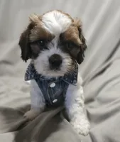 Archie (Microchipped), a male Shih Tzu for sale in Akron, CO – 8 of 10