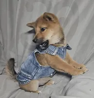 Momo..(Microchipped), a female Shiba Inu for sale in Akron, CO – 7 of 10