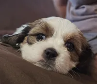 Luna (Microchipped), a female Shih Tzu for sale in Akron, CO – 6 of 9