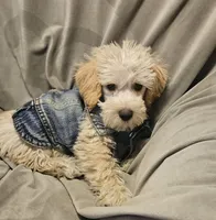 Cooper, a male Schnoodle for sale in Akron, CO – 4 of 4