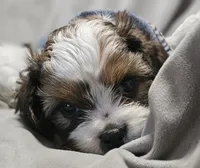 Teddy (Microchipped), a male Shih Tzu for sale in Akron, CO – 1 of 10