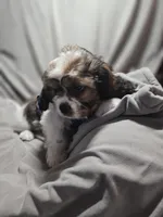 Sale Pending, a male Cavalier King Charles Spaniel and Shih Tzu for sale in Akron, CO – 6 of 10