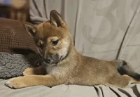 Suzu..(Microchipped), a female Shiba Inu for sale in Akron, CO – 7 of 10