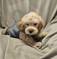 Bear (Microchipped), a male Schnoodle for sale in Akron, CO – 3 of 3