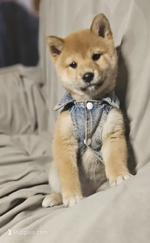 Mai (Microchipped) – Shiba Inu puppy for sale in Akron, CO