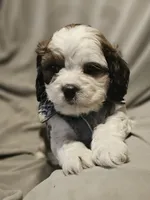 Milo, a male Shih Tzu for sale in Akron, CO – 6 of 10