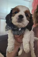 Biscuit, a male Shih Tzu for sale in Akron, CO – 6 of 9