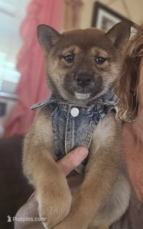 Suzu..(Microchipped) – Shiba Inu puppy for sale in Akron, CO