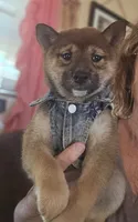 Suzu..(Microchipped), a female Shiba Inu for sale in Akron, CO – 1 of 10