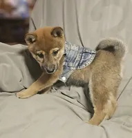 Suzu..(Microchipped), a female Shiba Inu for sale in Akron, CO – 2 of 10