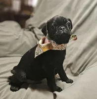 Ace (Microchipped), a male Pug for sale in Akron, CO – Photo 2 of 6