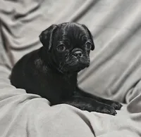 Ace (Microchipped), a male Pug for sale in Akron, CO – Photo 5 of 6