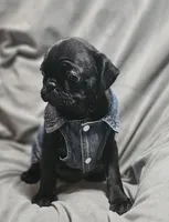 Ace (Microchipped), a male Pug for sale in Akron, CO – Photo 3 of 6