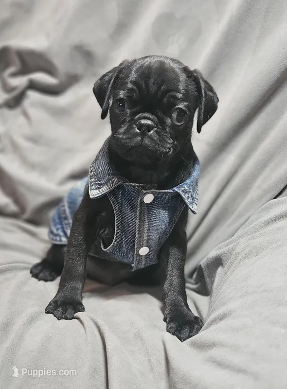 Ace (Microchipped) – Pug puppy for sale in Akron, CO