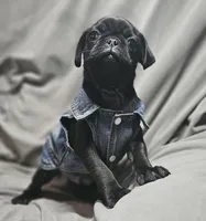 Ace (Microchipped), a male Pug for sale in Akron, CO – Photo 4 of 6