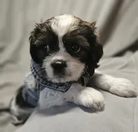 Daisy (Microchipped), a female Shih Tzu for sale in Akron, CO – 4 of 10