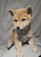 Sachi (Microchipped), a female Shiba Inu for sale in Akron, CO – 7 of 10