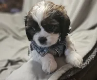 Daisy (Microchipped), a female Shih Tzu for sale in Akron, CO – 2 of 10