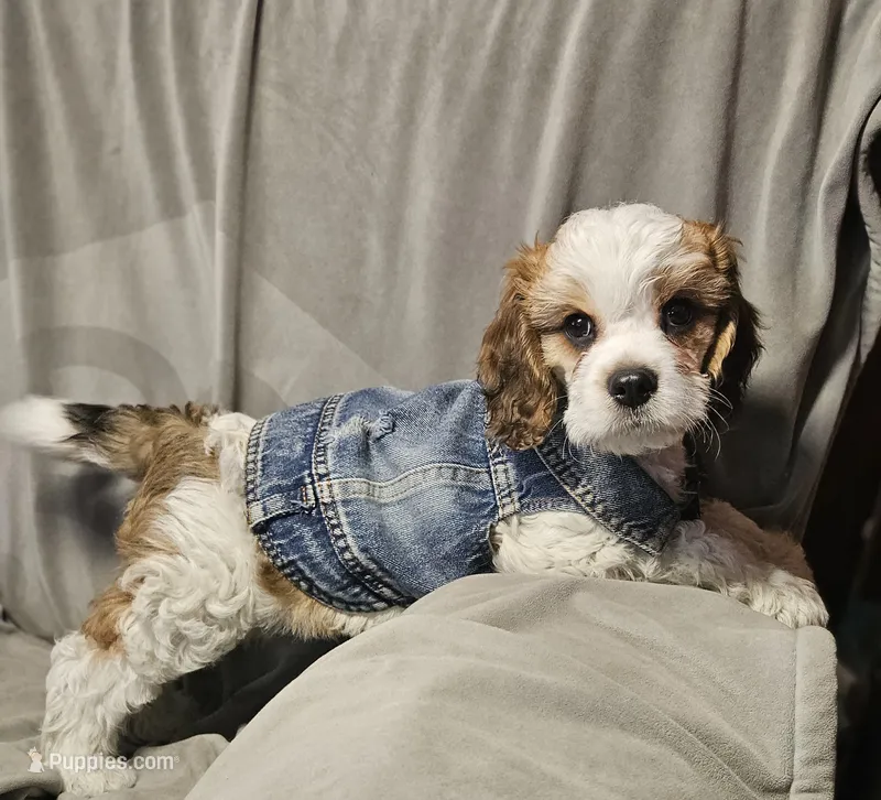 Boomer (Microchipped) – Cavachon puppy for sale in Akron, CO