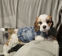 Boomer (Microchipped), a male Cavachon for sale in Akron, CO – 1 of 4