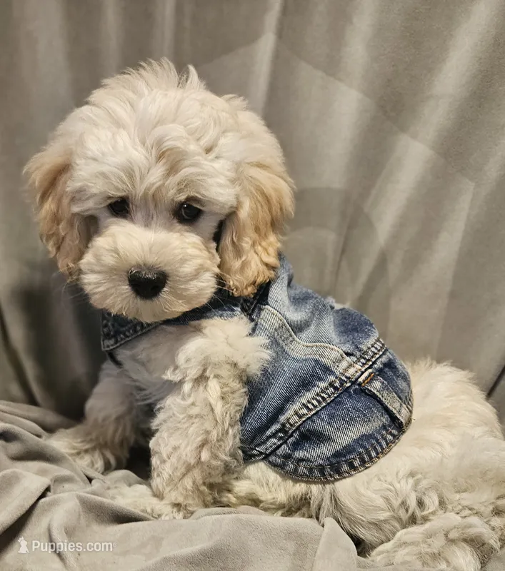 Teddy (Microchipped) – Schnoodle puppy for sale in Akron, CO