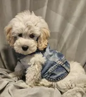 Teddy (Microchipped), a male Schnoodle for sale in Akron, CO – 1 of 3