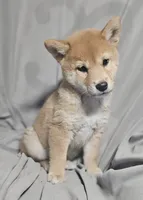 Miyo (Microchipped), a female Shiba Inu for sale in Akron, CO – 3 of 10