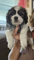 Daisy (Microchipped), a female Shih Tzu for sale in Akron, CO – 6 of 10