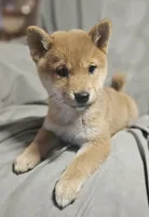 Sachi (Microchipped), a female Shiba Inu for sale in Akron, CO – 3 of 10