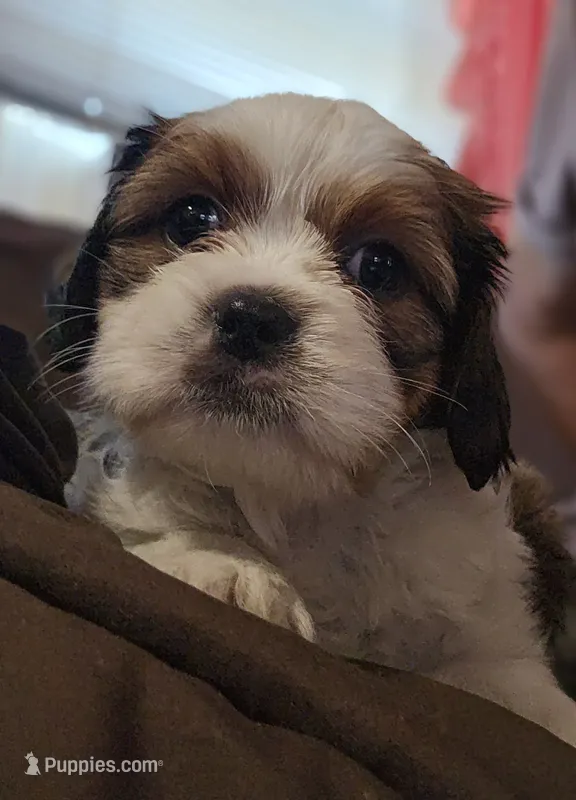 Ruby (Microchipped) – Shih Tzu puppy for sale in Akron, CO